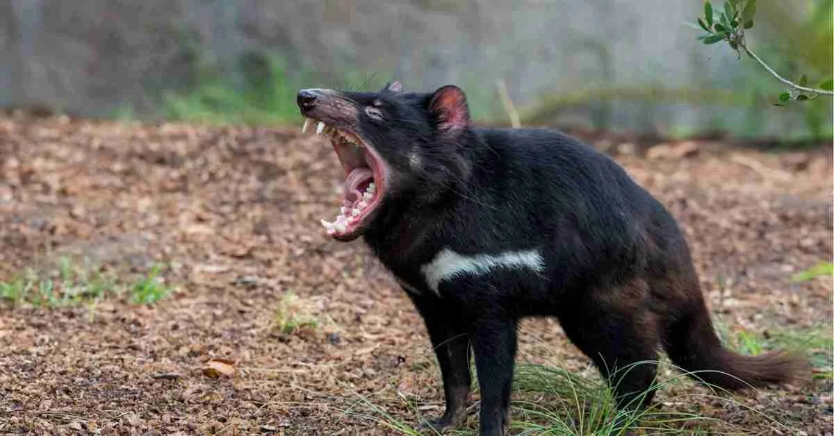 The Tasmanian Devil