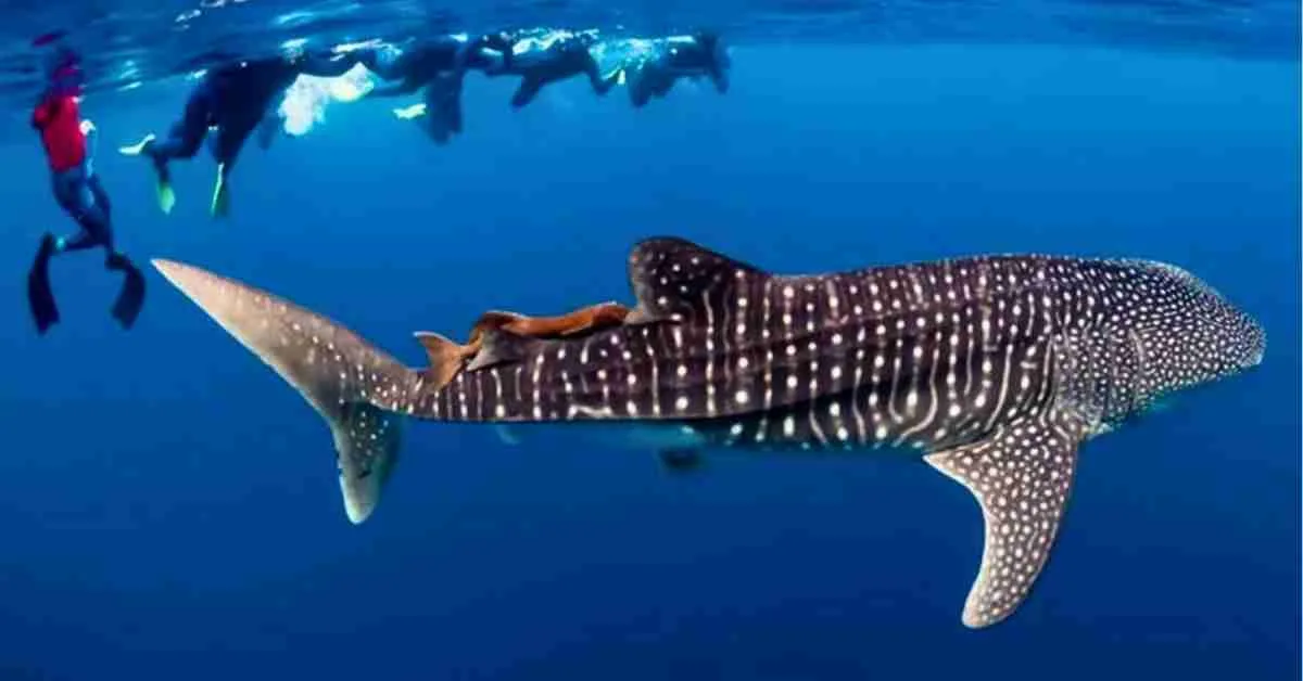 Best Time to See Whale Sharks