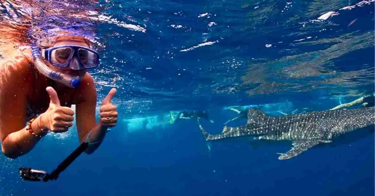 Why Swim with Whale Sharks in WA