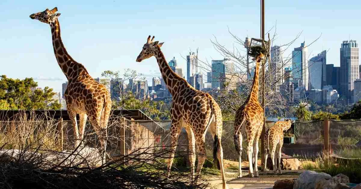 taronga zoo taronga zoo