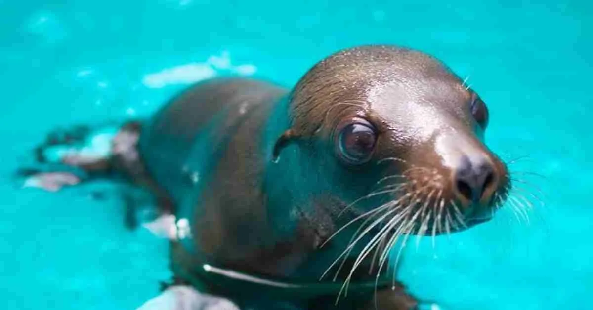 Meet Taronga Zoo’s