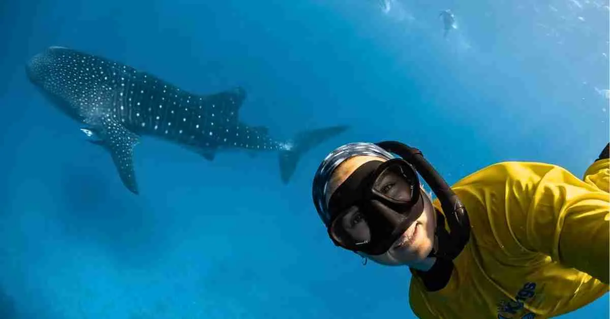 Whale Sharks in WA How to Get Close to Whale Sharks in WA