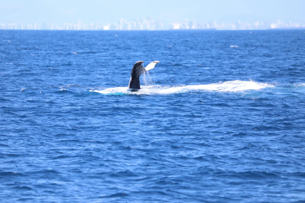 Whale Watching