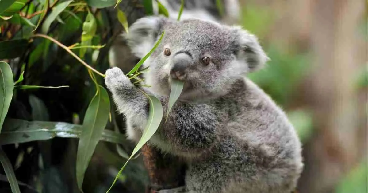 Wildlife Australia Wildlife Australia