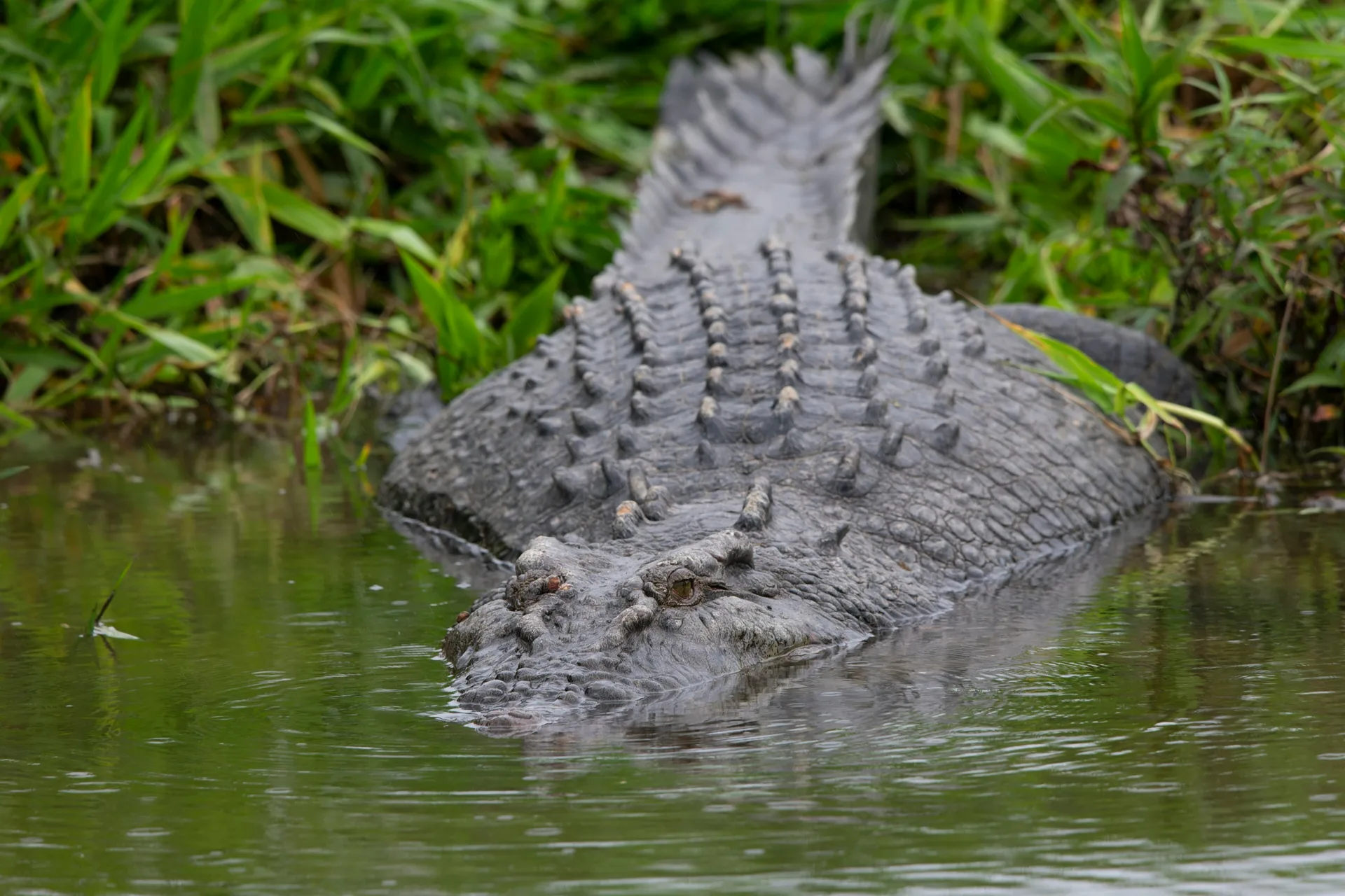 Daintree River things to do in northern queensland