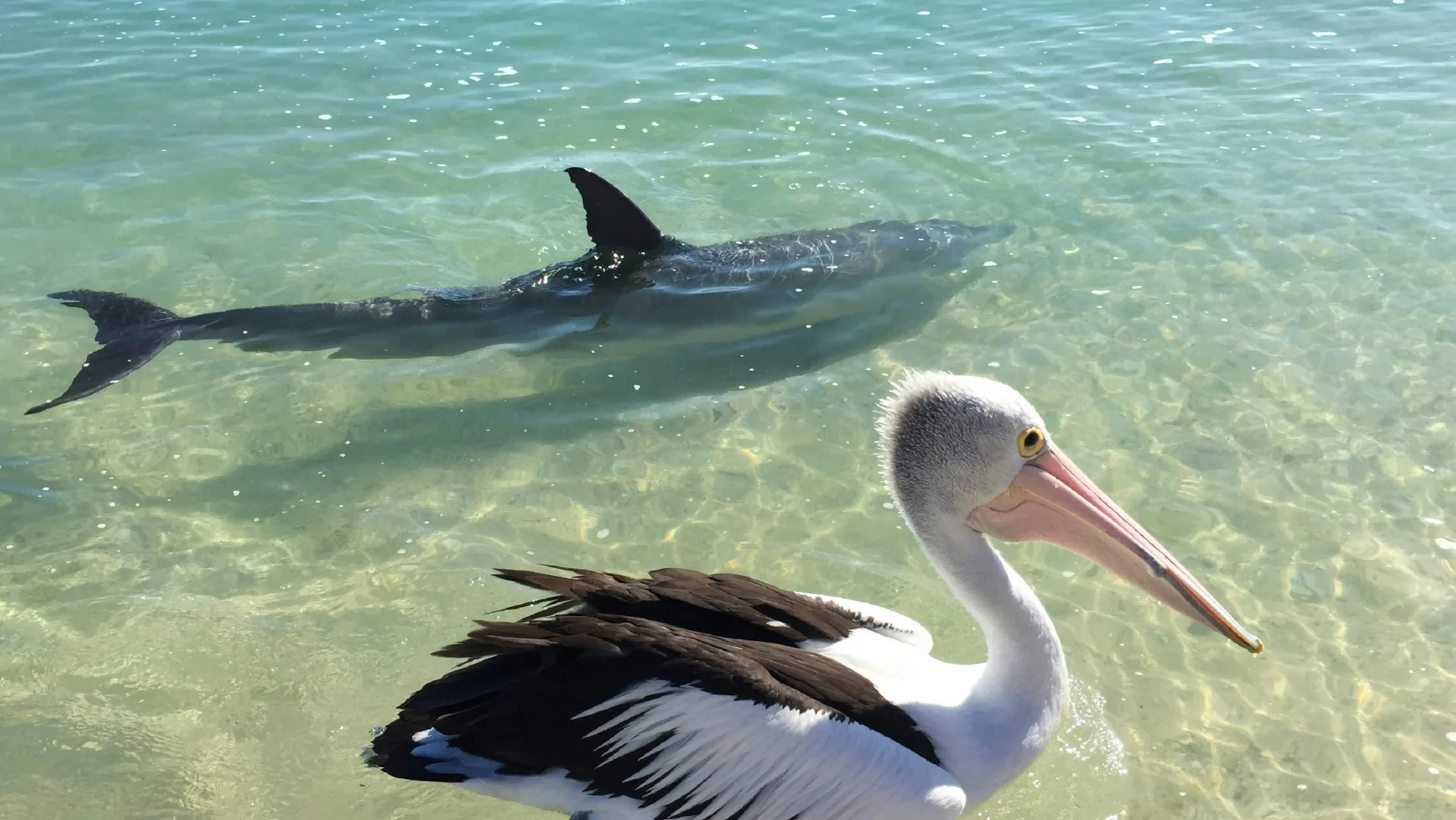 things to do in monkey mia