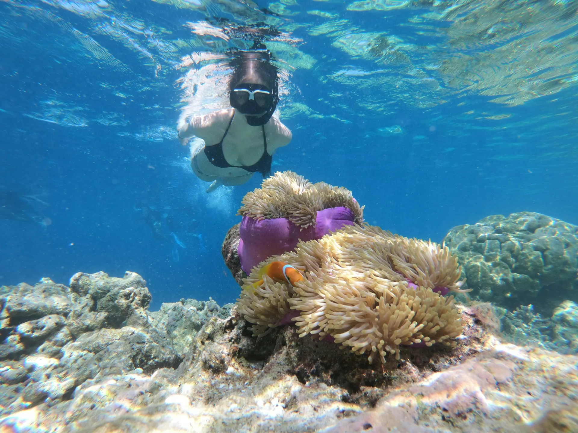 Snorkelling (5) snorkelling in the great barrier reef