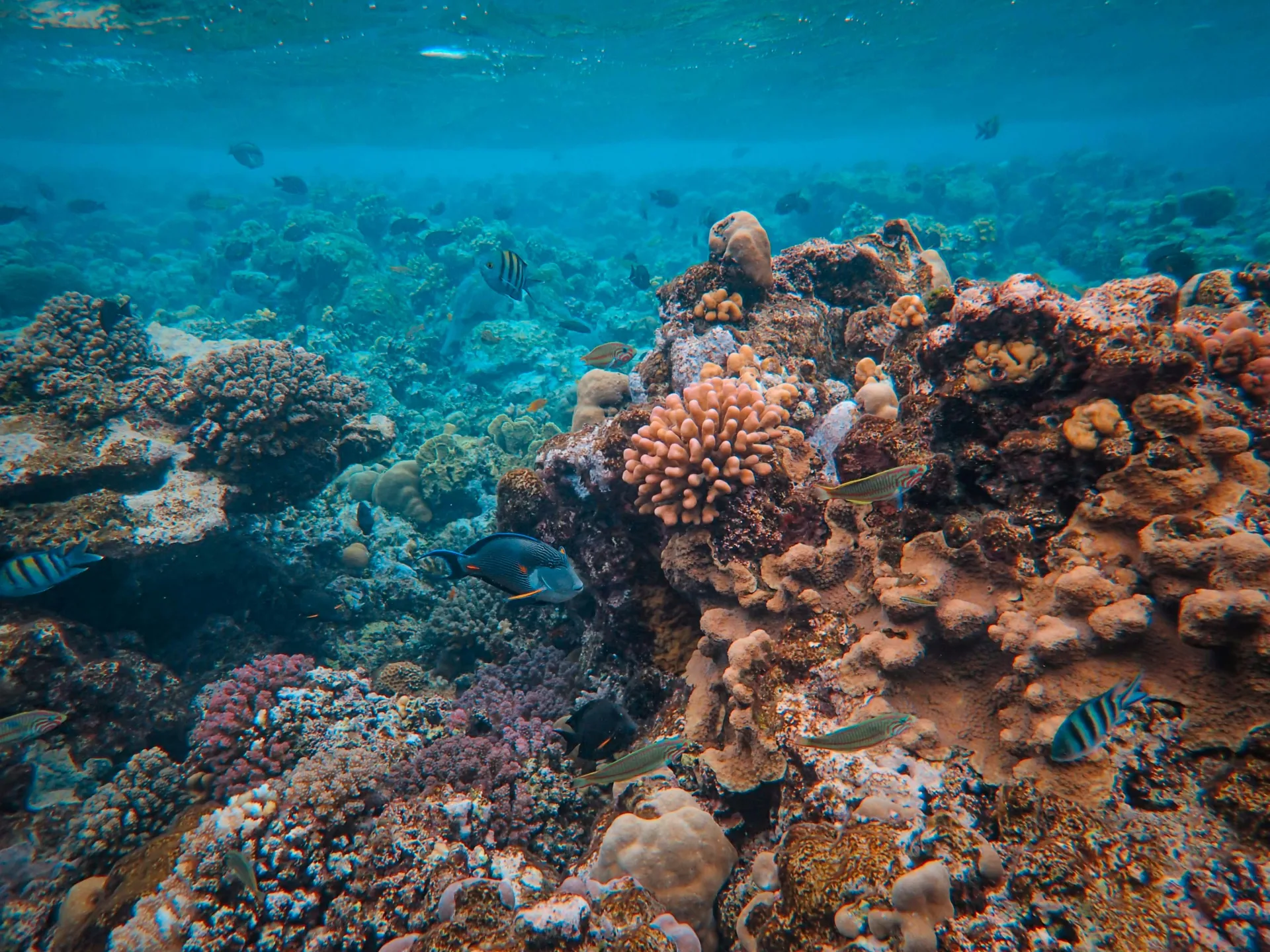 Coral Reef great barrier reef australia