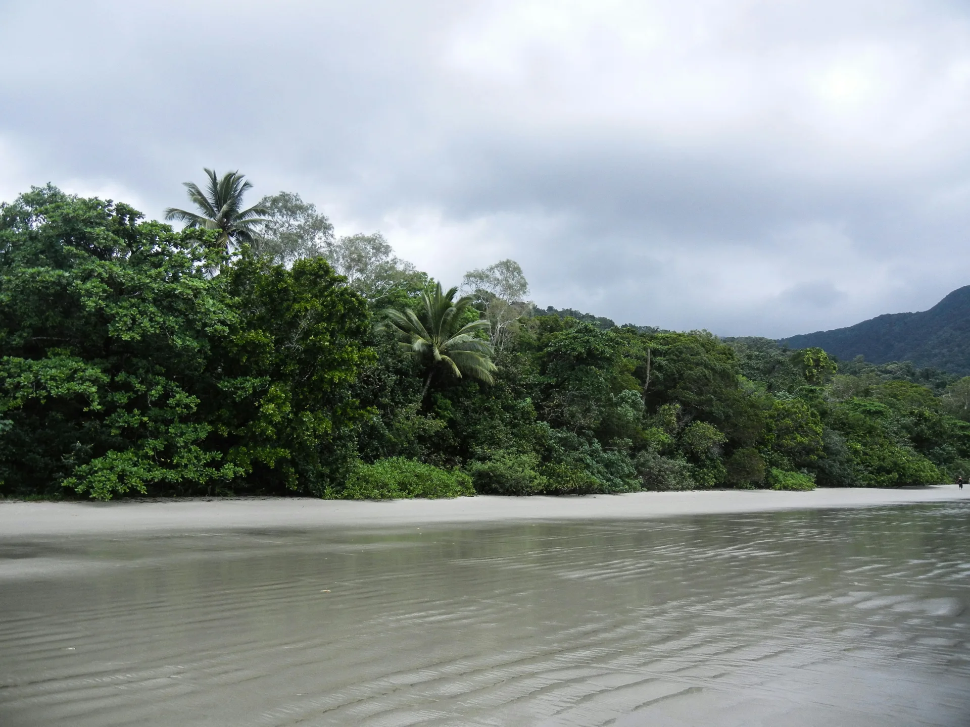 Daintree QLD, Australia daintree rainforest