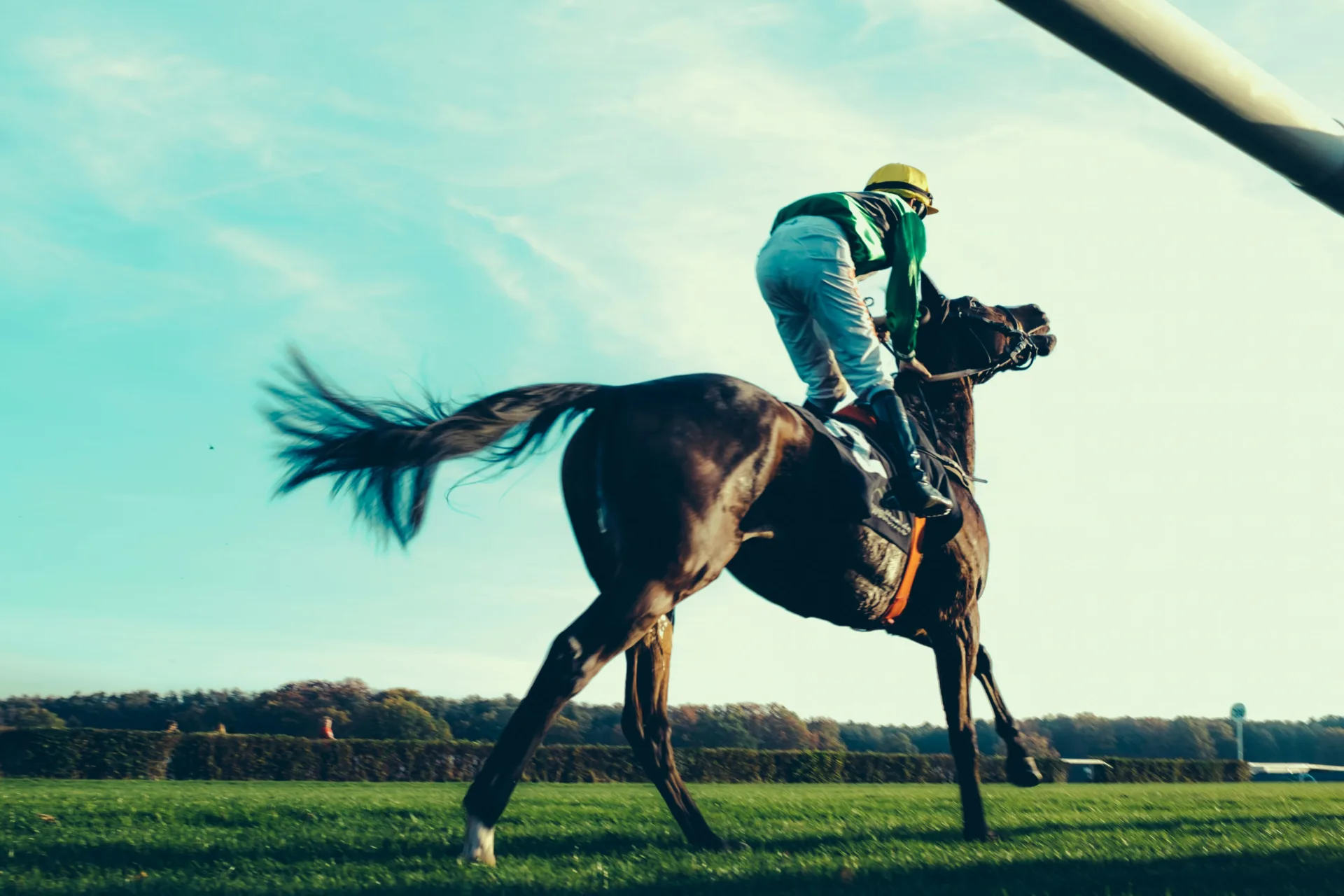 Horse Racing horse racing terms
