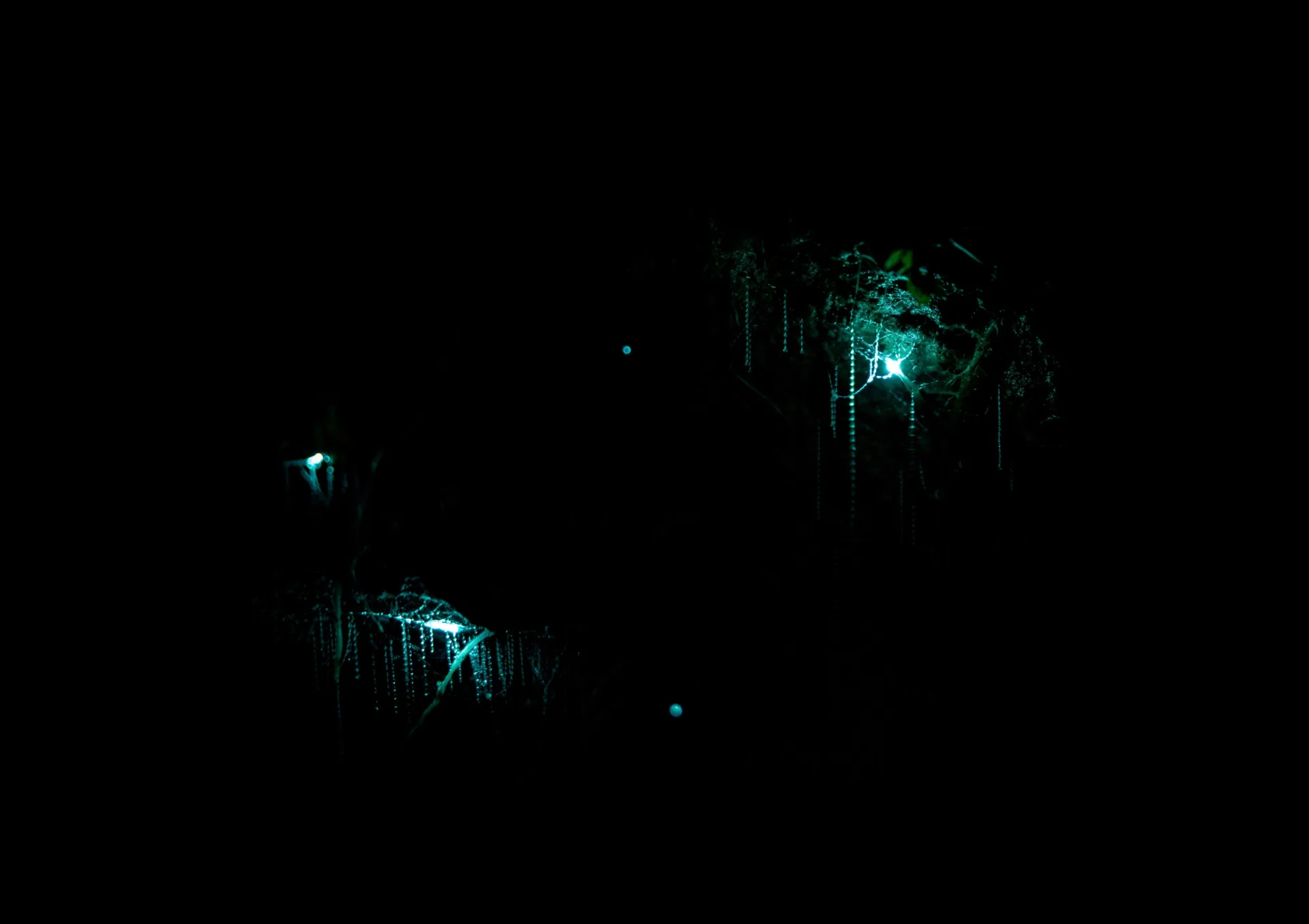waitomo glowworm caves