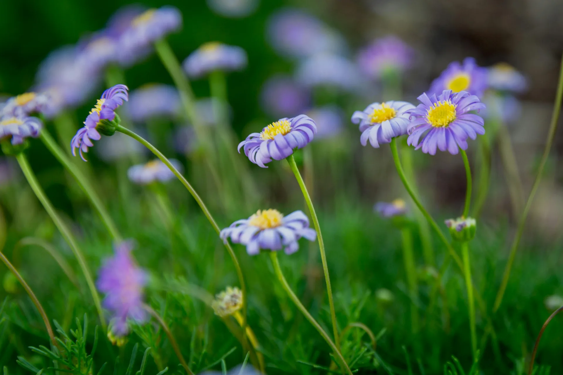 wildflower season in victoria