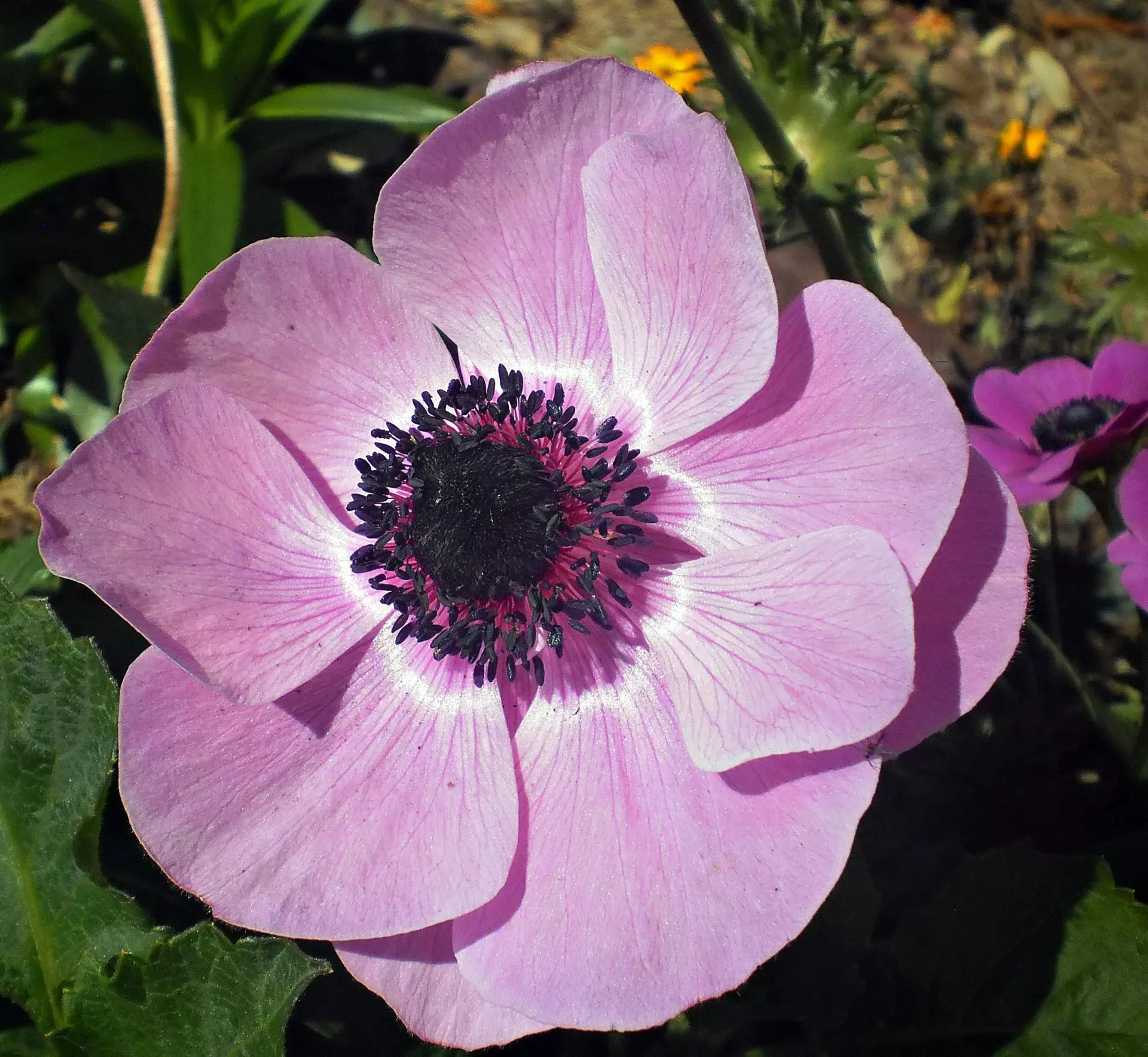 Close-up of Pink Anemone in Tenterfield Garden, NSW wildflower season in new south wales
