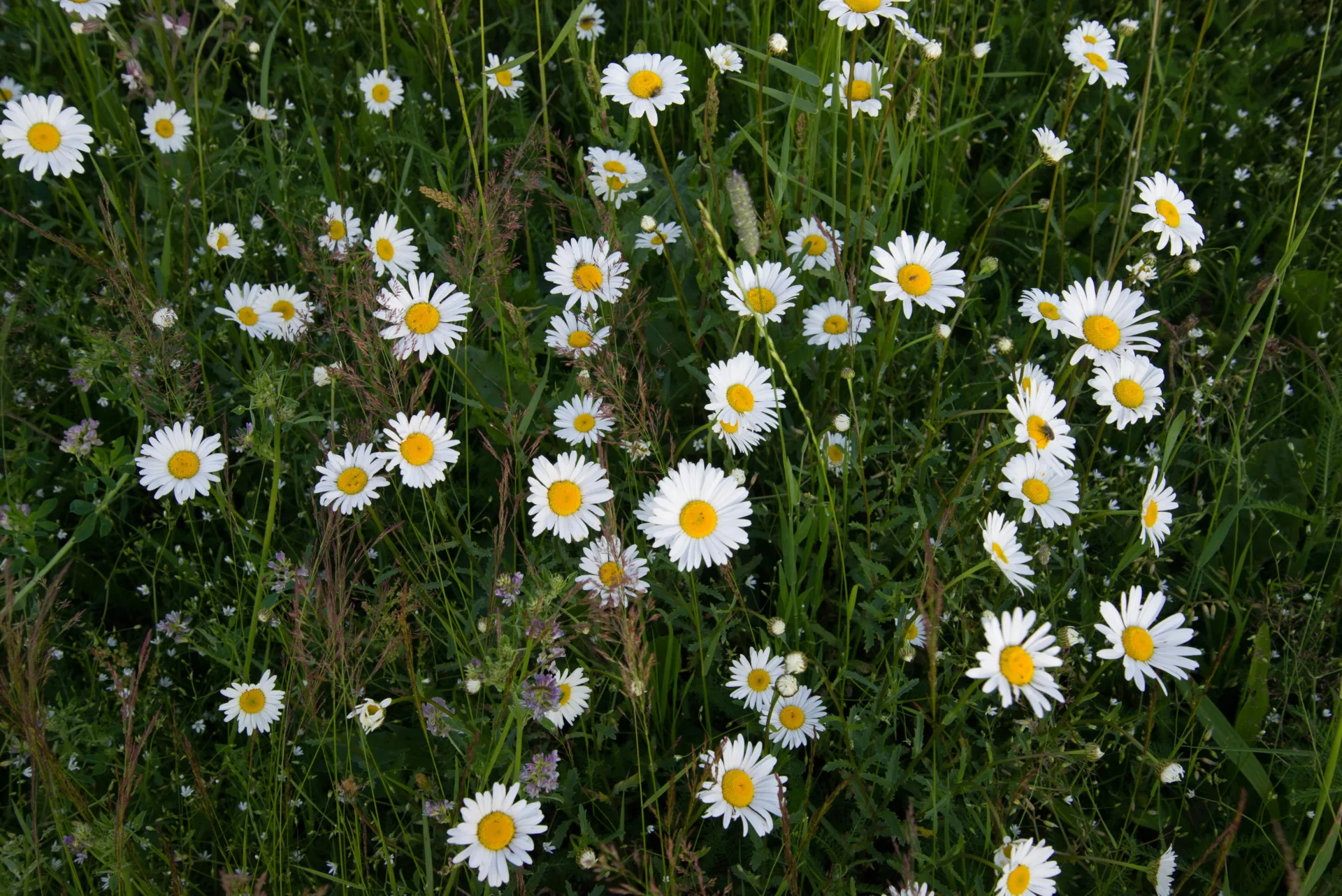 Field of Wild Daisies in Bloom, Adelaide wildflower season adelaide