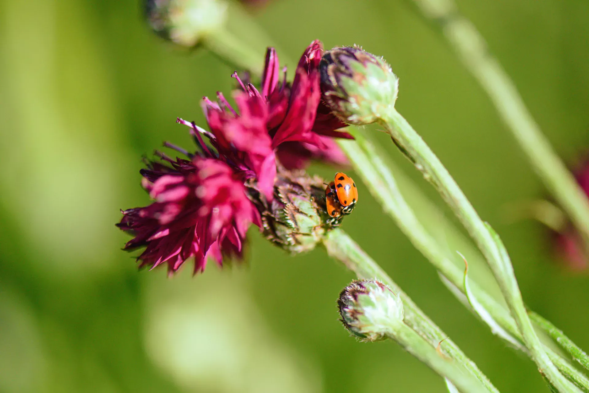 Ladybug on Pink Wildflowers, Tasmania tasmania wildflower season