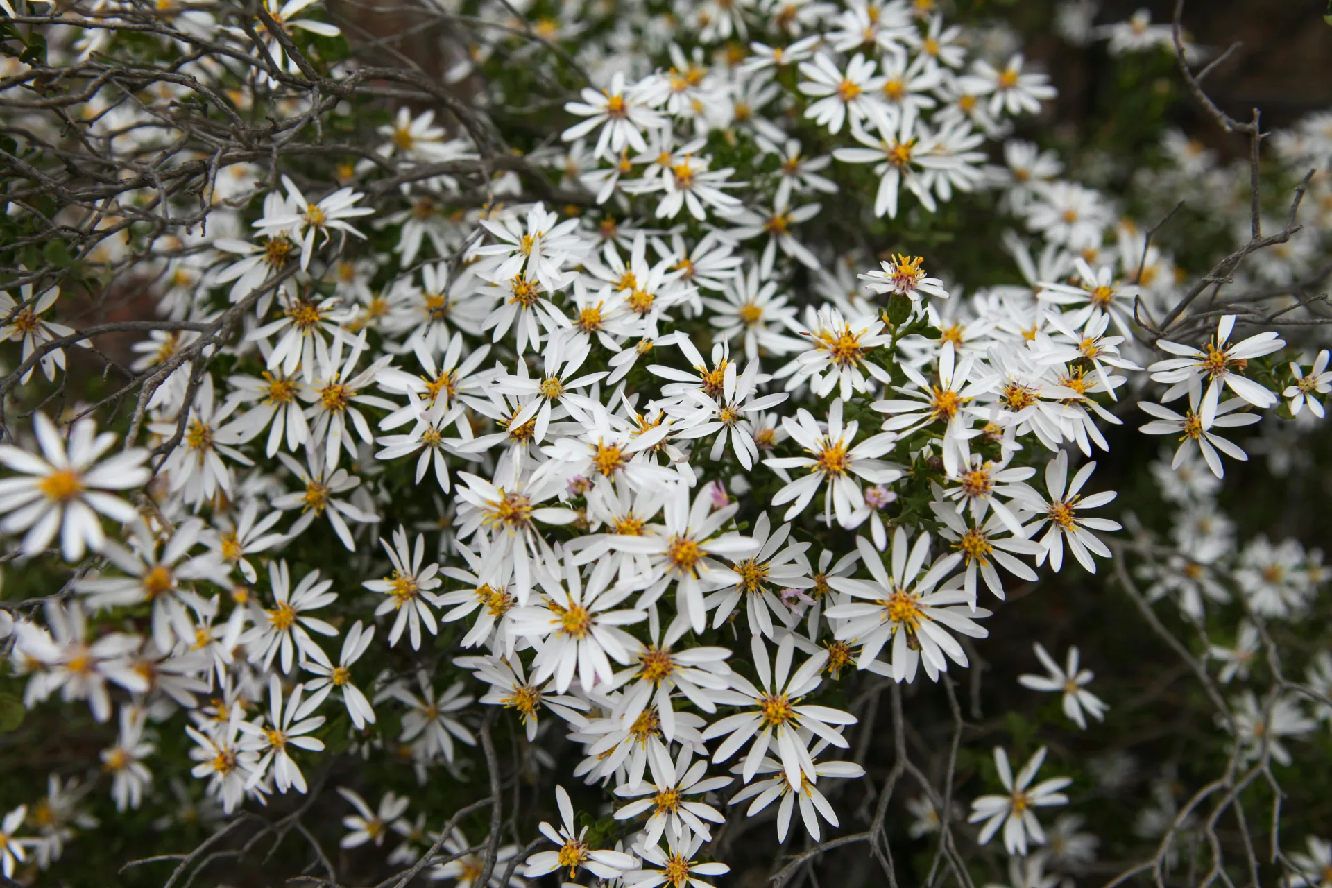 White Wildflowers in Cue, Western Australia