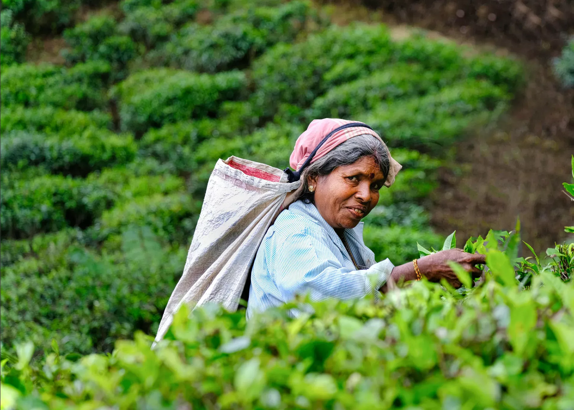 Haputale, Sri Lanka tea production in sri lanka
